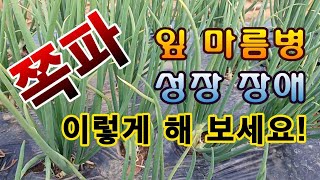 [텃밭농부.851]  쪽파 잎마름병. 성장장애 이렇게 해 보세요! #쪽파재배