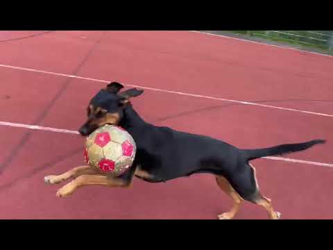 Lucy1 auf Pflegestelle 10.10.2023 (5) - New Home for Strays e. V.