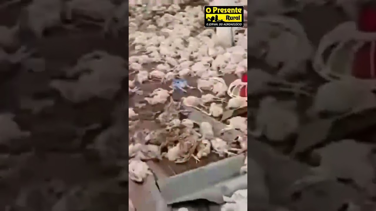 Temporal provoca morte de 20 mil frangos em granja no Paraná