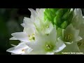 Poo Pookum Osai Song Minsara Kanavu Love Status Nature Love Status Shorts