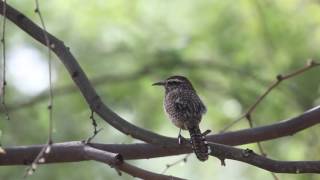 Cactus Wren