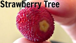 Strawberry Tree Fruit Review (Arbutus Unedo) - Weird Fruit Explorer - Ep. 71