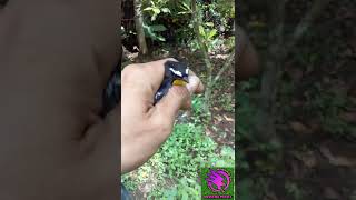 Download lagu pikat burung migrasi sikatan emas mp3