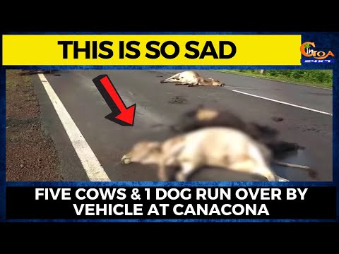 This is so sad. Five cows & 1 dog run over by vehicle at Canacona