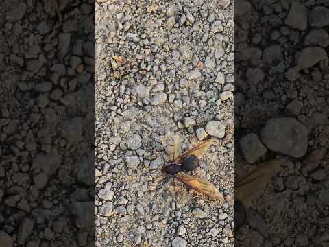 Bicho grande ESTRANHO, com dois modelos😨🫤! Aparecendo na praia de Entre Rios do Oeste, Pr #shorts