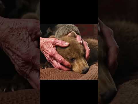 Elderly Woman Saves a Frozen Bear Cub 🐻❄️#snow #camping #auroraworld #bushcraft #survival #snowcamp