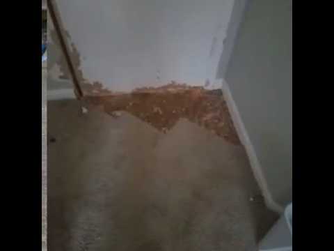 Atlanta Carpet Repair Expert video.