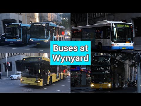 Buses at Wynyard