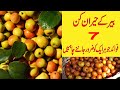 Jujube Fruit Benefits | Bair ky fawaid | Bair k faidy in Urdu/Hindi |Health benefits of jujube fruit