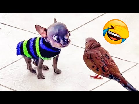 This Funny Pet Compilation Had Us In Splits!