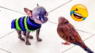 Best Funny Animal Videos 2022 😄 - Funniest Dogs And Cats Videos 😍😺