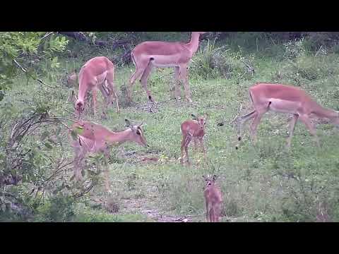 Djuma: Impala females and new babies- 16:54 - 11/18/2022
