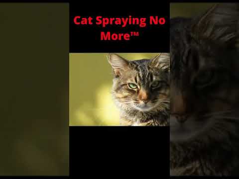 Cat Stopped Spraying Instantly! 🐱 #cat #shorts Link ⏩ https://tinyurl.com/CatSprayBeGone