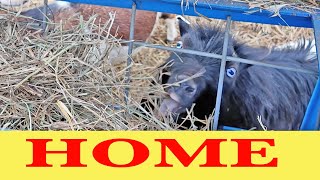 Homesteading on a budget: Building a Goat Shelter and feeder That Won't Break the Bank
