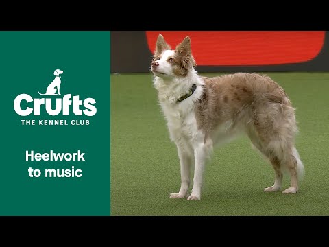 Freestyle Heelwork to Music Competition - Part 2 | Crufts 2022