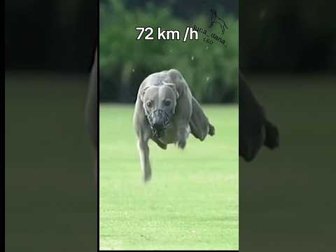 ¿Sabés cuál es el animal terrestre más rápido del mundo?🐾 #perros #greyhound #galgos #guepardo