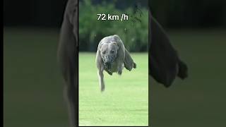 ¿Sabés cuál es el animal terrestre más rápido del mundo?🐾 #perros #greyhound #galgos #guepardo