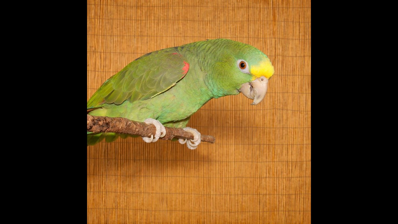 Enlarge Oliver Loves Eddie - 1 of 2 Amazons- View Eddies Post, an adoptable Amazon in Vancouver, WA video 1/6