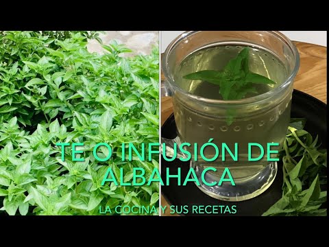 Como hacer TE O INFUSIÓN DE ALBAHACA.   (Y PARA QUE SIRVE)