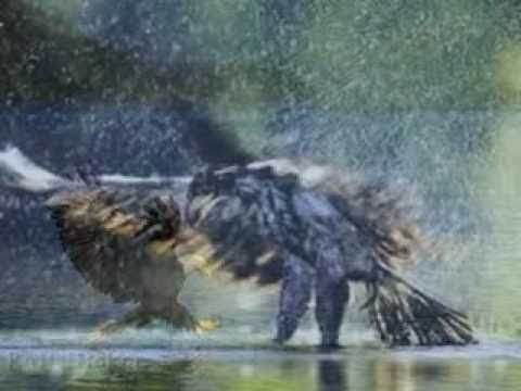 Grace & Majesty.wmv