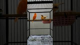 Download lagu Burung Kenari Kawin#shorts mp3 Download lagu Burung Kenari Kawin#shorts mp3