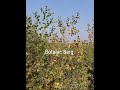Ziziphus Spina Cristi Plants By Botanic Berg