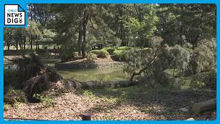 名古屋･名城公園でクロマツ倒れる 高さ約10メートル けが人なし 雨で地盤が緩んだか 付近では先月22日にも倒木