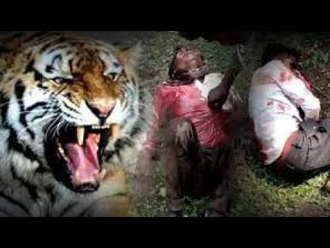Tiger Attack in the sabarimala temple🏨😱😱😱😱😱😱😱#tiktok #video #viral #funny #trending