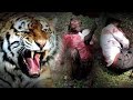 Tiger Attack In The Sabarimala Temple Tiktok Video Viral Funny Trending