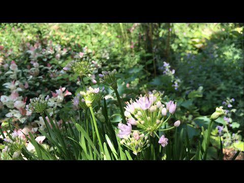 アカンサス 植物