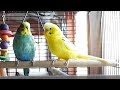 1 Hour of Budgie Best Friends Talking, Playing and Singing - Mango and Chutney