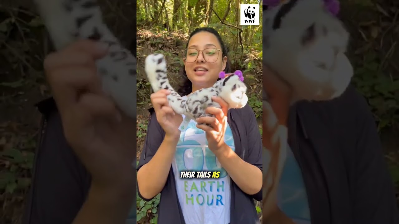 #23for23 International Snow Leopard Day 2025! #shorts