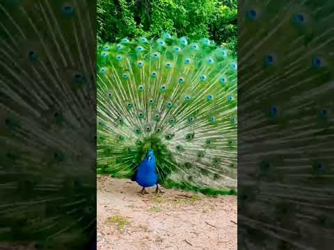 Beautiful Mayur & Nice 🎶 #PLZ_SUBSCRIBE_MY_CHANNEL🙏 #shorts #susmitaarshiya