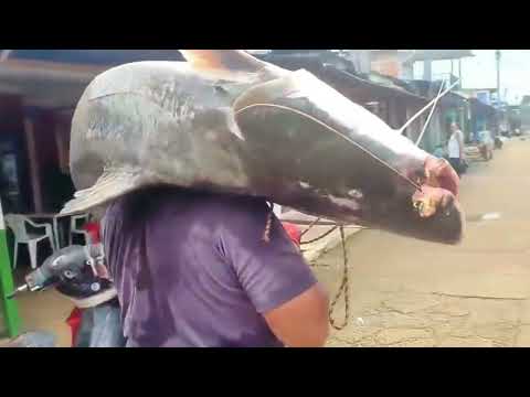 Pesca Pesca, así pinta el anzuelo en Miraflores Guaviare 🎣🦈