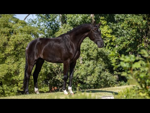 Horse for Sale | Piro free LusoWarmblood by Desperados - premium sports prospect (REF# 932)