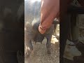 Doctor Enter The Hand In Beautiful Vagina Of Buffalo Painful Video Village Info