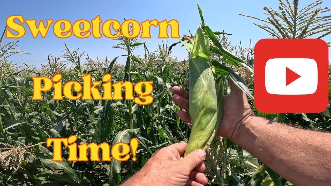 Sweetcorn Picking Time