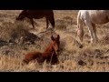 All the Pretty Little Horses lullaby video