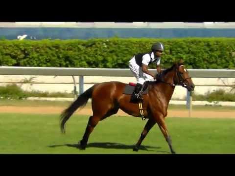 Wild Tale Greyville 1st look