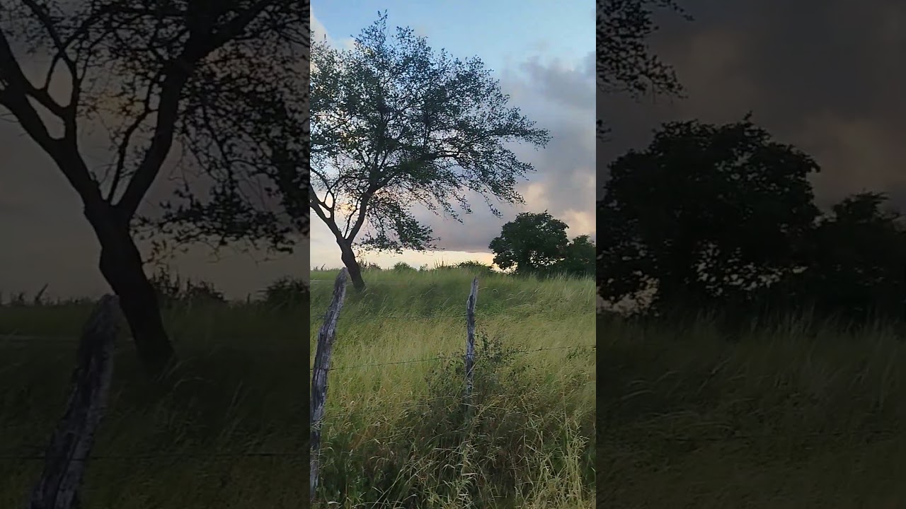 tá vindo chuva #viral #sertão #toada #viralvideo