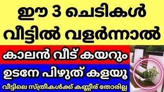 Download lagu വീട്ടിൽ ഈ ചെടികൾ വളർത്തിയാൽ ആ വീട്ടിലെ സ്ത്രീകളുടെ കണ്ണീര് തോരില്ല, വാസ്തു ദോഷം ബാധിക്കും mp3
