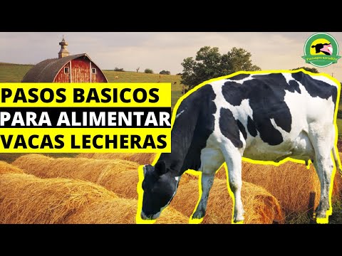 , title : '4 PASOS Basicos Para ALIMENTAR Vacas LECHERAS🐮|PasionPecuariaRD'