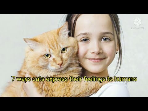 7 ways cats express their feelings to humans