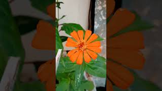 Download lagu chittu kuruvi thottu thaluvi song shorts mp3