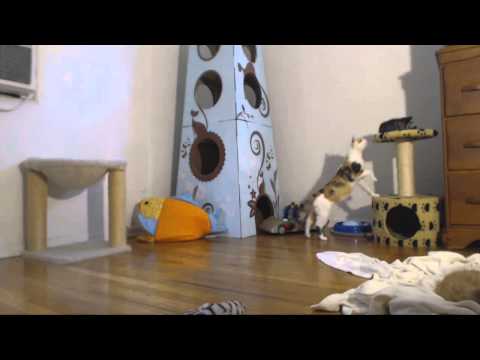 Classical Kittens - Evicting Inessa