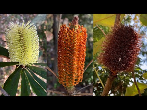 バンクシアアクイロニアについて詳しく解説