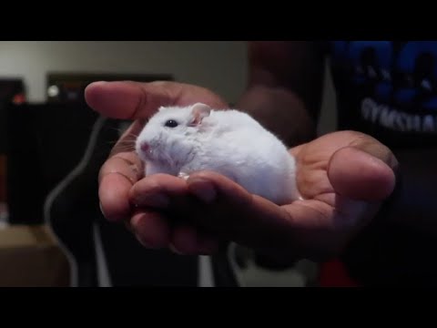 KSI calls his hamster Neo fat and then this happens #Shorts