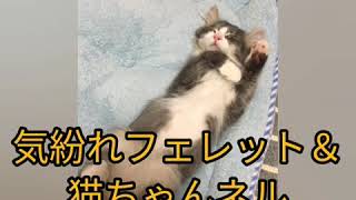フェレットの邪魔をする子猫がなかなか意地悪で可愛い❤