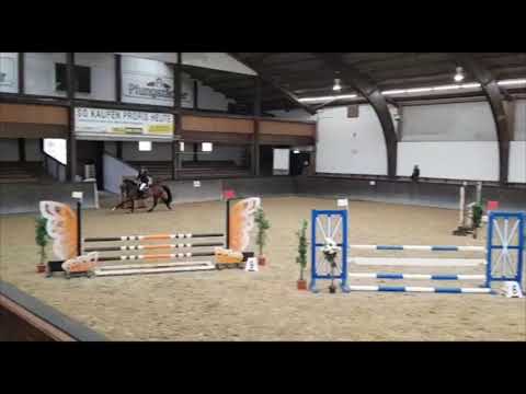 Stall Distel, Wallach von Cassoulet - Casall x Quantum, geb. 2015