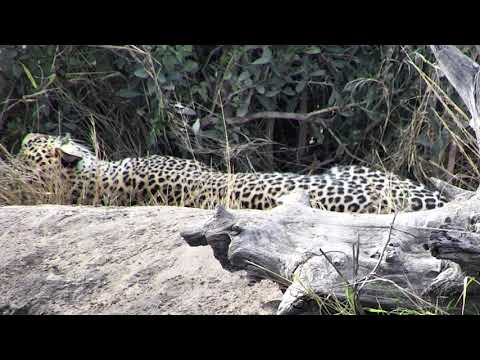 Djuma: Go-away bird talking to Hosana male leopard - 14:30 - 07/22/18